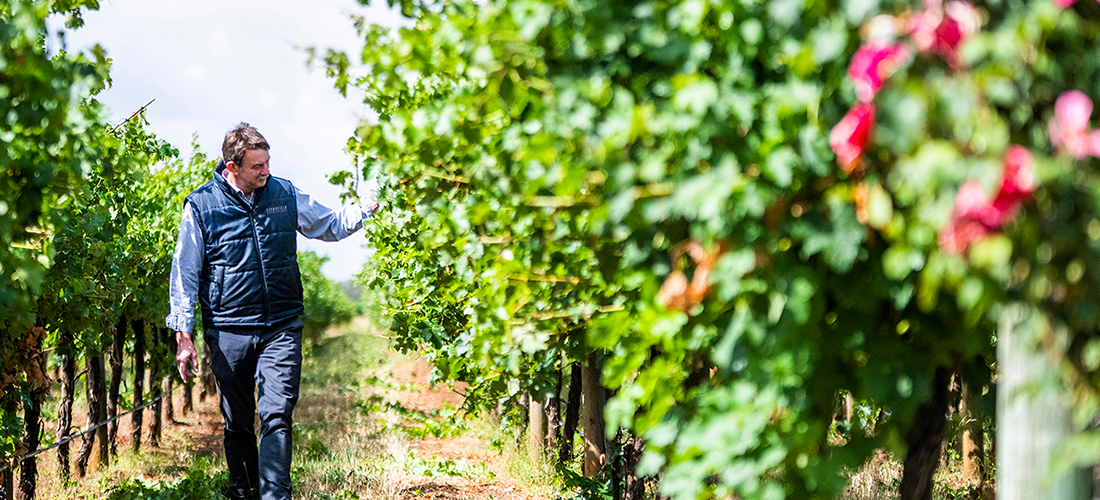 Paul in vineyard